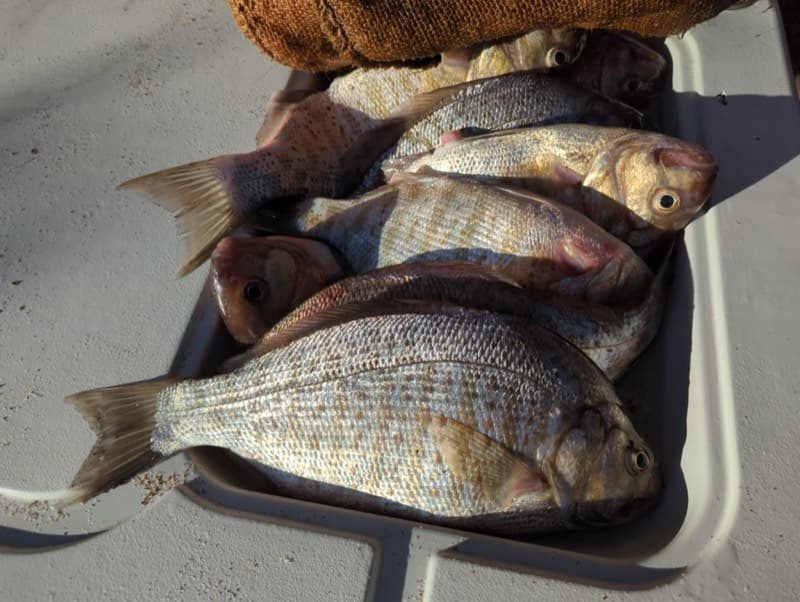 Barred surfperch