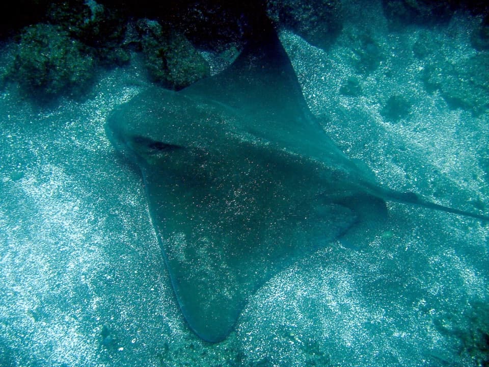 Bat Ray