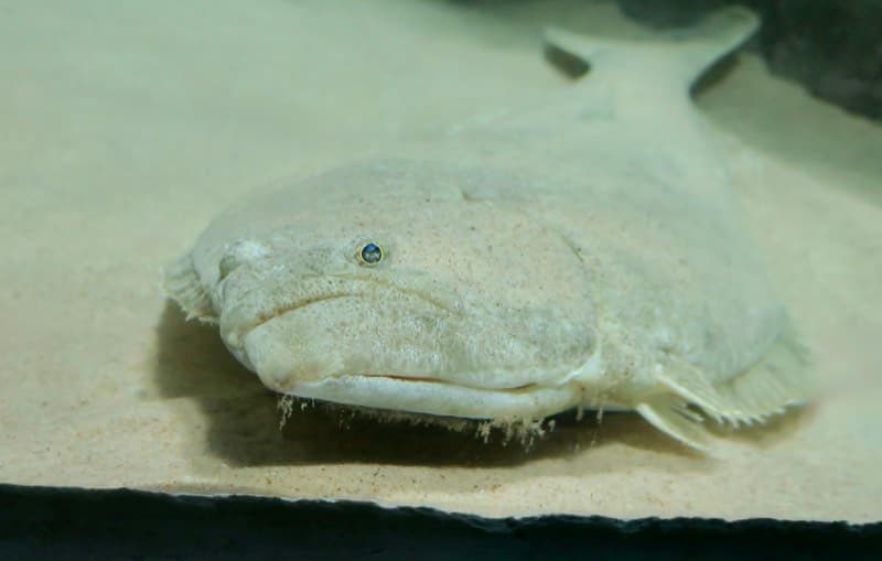 California halibut