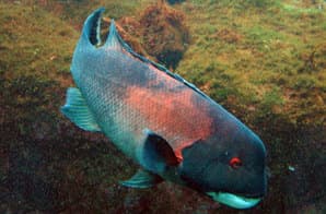 California sheephead (Semicossyphus pulcher)