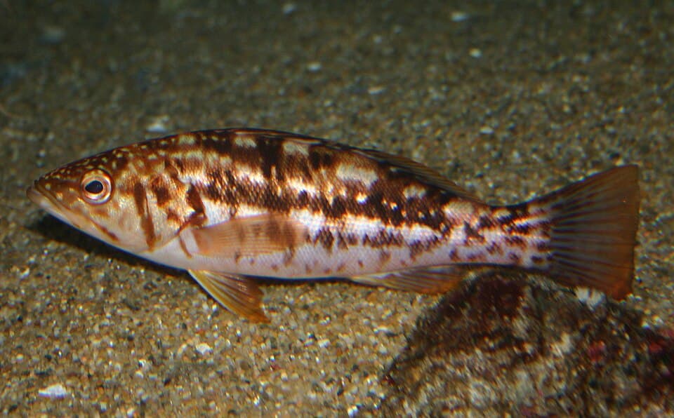 Kelp bass (calico bass)