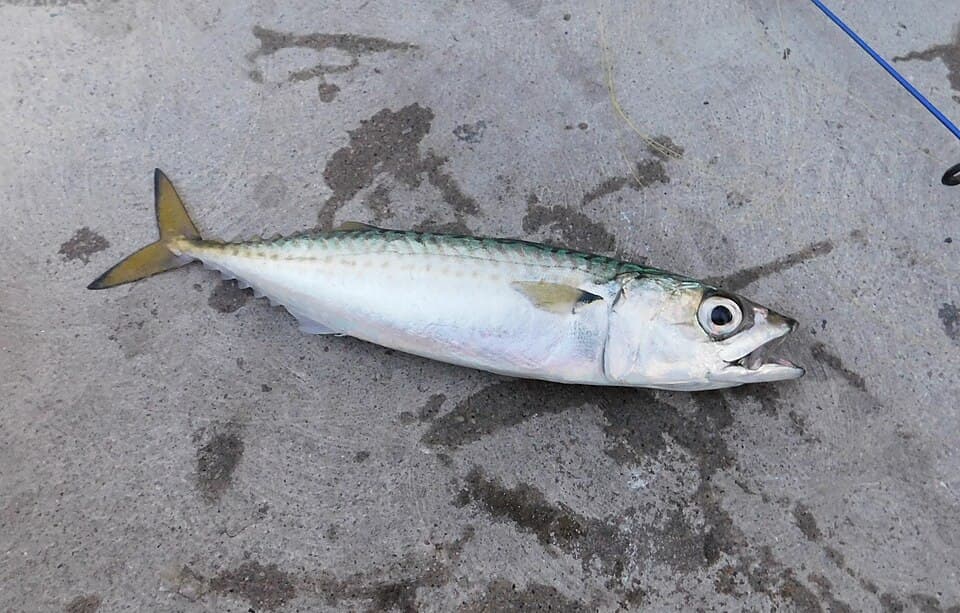 Pacific chub mackerel