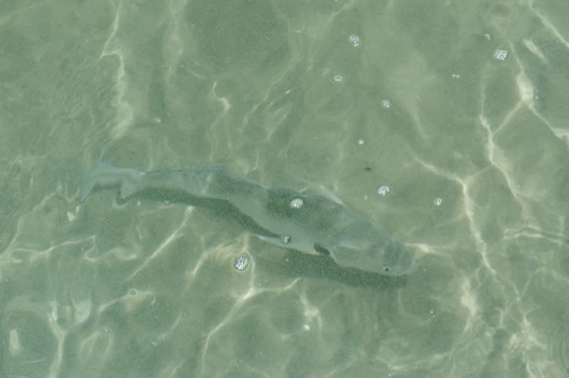 Spotfin croaker