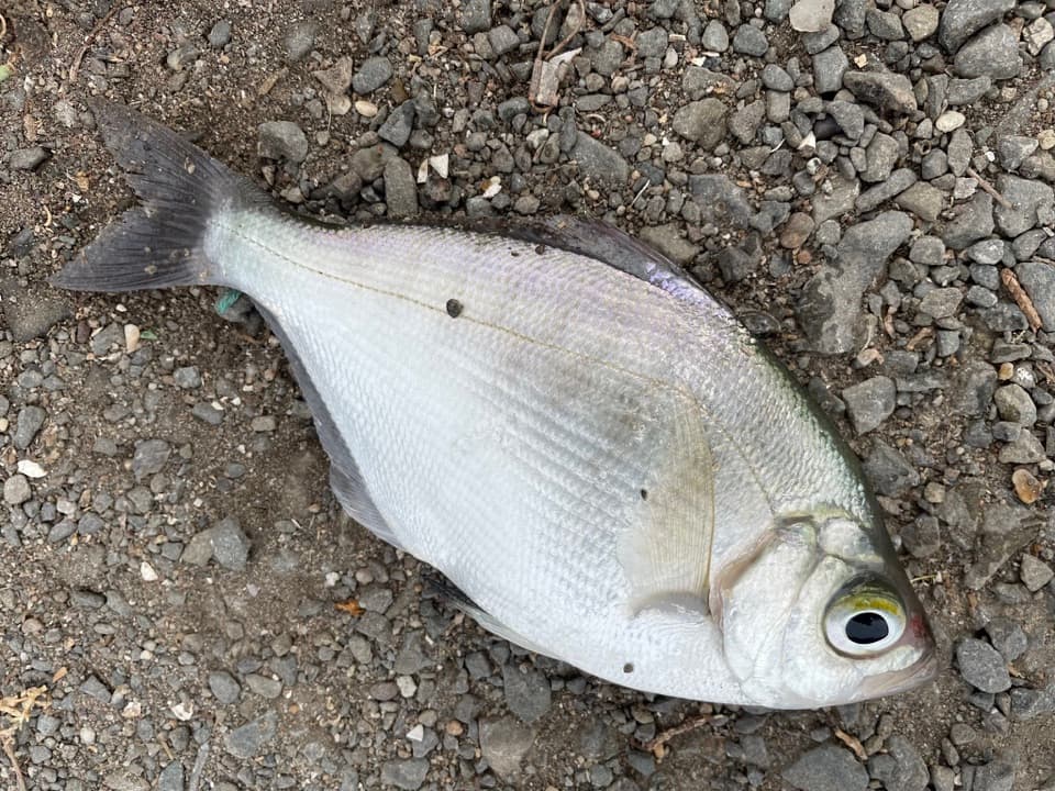 Walleye Surfperch