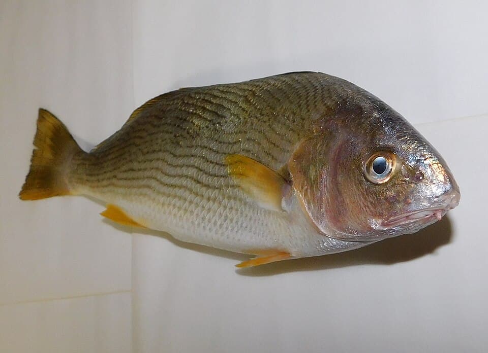 Yellowfin croaker